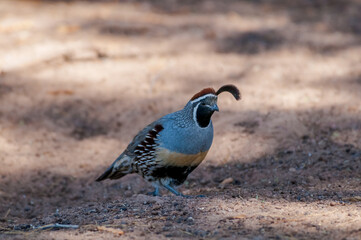 Gambel's Quail (Callipepla gambelii) male on Salton Sea area, Imperial Valley, California, USA