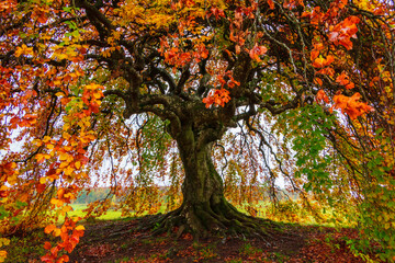 Blick auf den Stamm einer Süntelbuche mit Herbstlaub