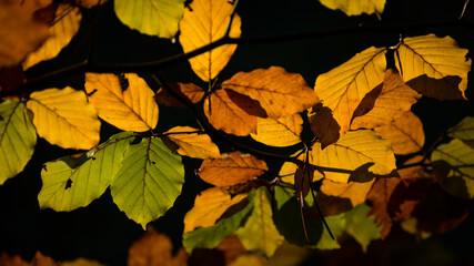autumn colorful foliages dark background