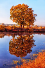 Sunny autumn day on the river and a beautiful yellow oak tree on the bank. Beautiful reflection of an autumn tree in the water. Selective focus only in the foreground with a blurred abstract backgroun