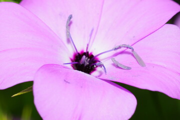 淡いピンク色の花と紫色の雄蕊のクローズアップ