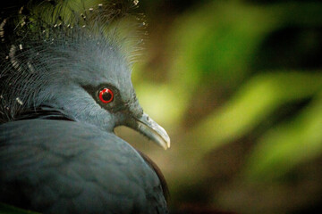 close up of a pigeon