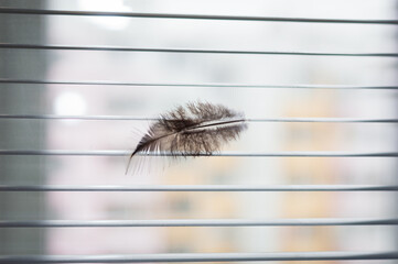 Bird's feather on the blinds on the background of the window.