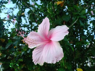 photo of artistic hibiscus pink flower in the garden