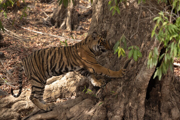 Tiger cub scratching a tree, Ranthambore Tiger Reserve