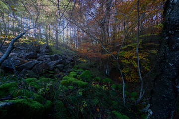 Bosco con nebbia mattutina
