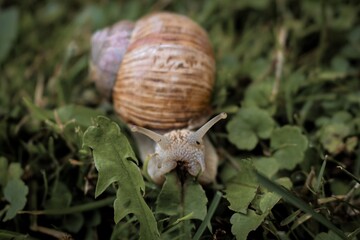 snail on a leaf