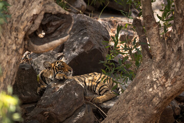 Tiger cub in the mid of  the rock, Ranthambore Tiger Reserve