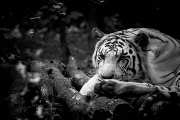 white bengal tiger
