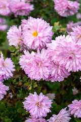 Pink fluffy aster flowers with yellow centers and insects (flies) on fragile petals
