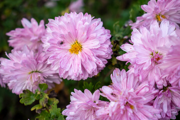 Pink fluffy aster flowers with yellow centers and insects (flies) on fragile petals