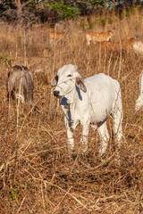 Obraz premium Costa Rica, around the Colorado river