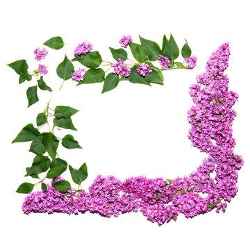 A Bright Floral Frame Made Of Lilac Flowers Is Suitable Not Only For Photos And Invitations To A Holiday, But Also Wedding Florists Will Appreciate It.