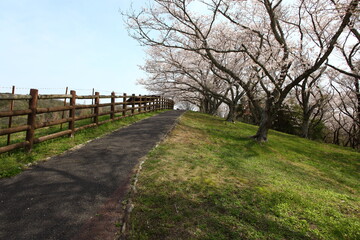 Fototapeta na wymiar 牧場の道と桜
