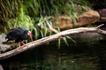 red winged blackbird