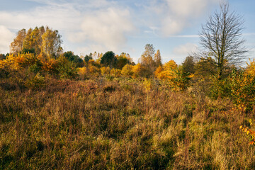 autumn meadow