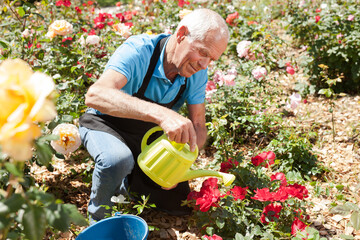 Cheerful mature man watering roses at flower bed on sunny day