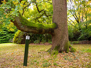 A metal crutch supports the large heavy branch of an old tree in the 35-acre Savill Garden within...