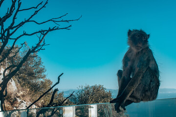 The monkeys of Gibralter