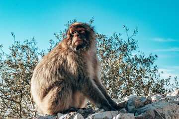 The monkeys of Gibralter