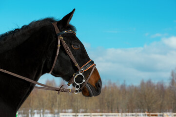 The black horse with the brown snaffle bridle is standing on the winter training arena on against the blue sky.