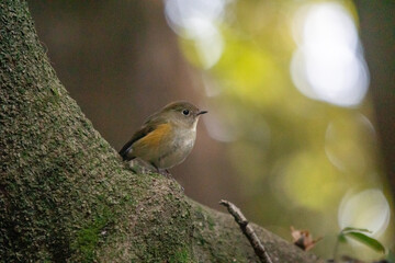 ルリビタキの女子！
コロコロしていて可愛い。ぬいぐるみみたいですが生きている本物です。