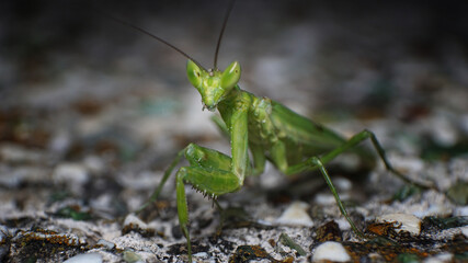  unique and beautiful insects when resting in the afternoon in the rice fields in Malang city, Indonesia        