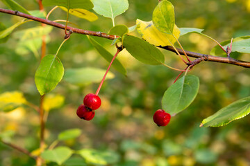 red berry close-up in autumn day