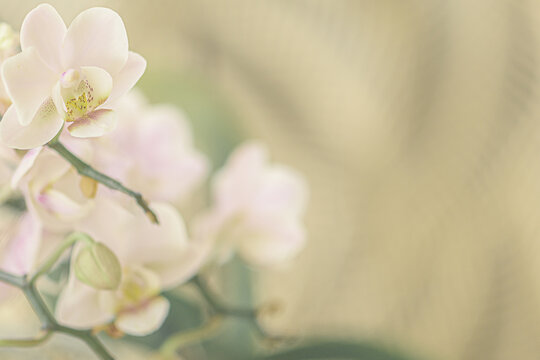 Orchidee, Orchideenbl&uuml;ten