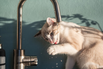 A young playful white cat drinks water from the tap close-up. Water drips down the face - open mouth and tongue