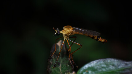  unique and beautiful insects when resting in the afternoon in the rice fields in Malang city, Indonesia        