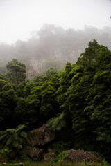 Fototapeta na wymiar Foggy tropical forest tree tops