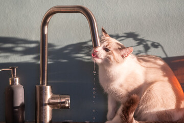 A young playful white cat drinks water from the tap close-up. Water drips down the face - open mouth and tongue