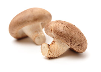 Shiitake mushroom on the White background 
