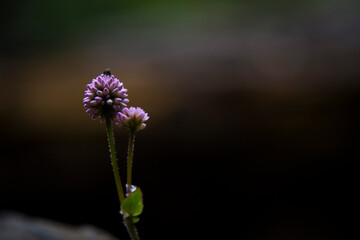 flower close upon a dark natural background