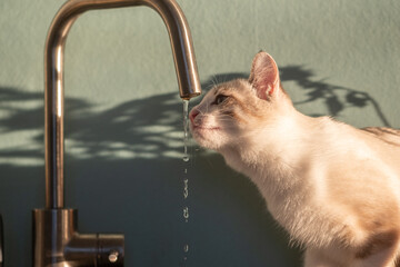 A young playful white cat drinks water from the tap close-up. Water drips down the face - open mouth and tongue