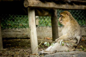 monkey cub sitting on the ground
