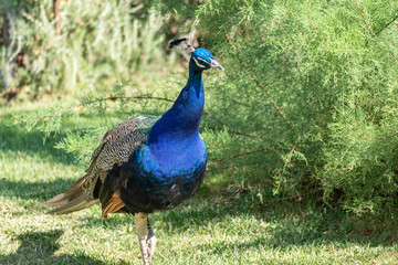 Obraz premium peacock in the forest with plumage collected