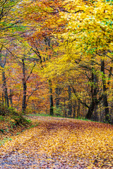 Color of Fall in the Forest