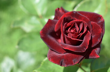 beautiful red rose on a background of grass