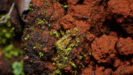 Abstract photo taken of a house yard in the city of Malang, Indonesia   