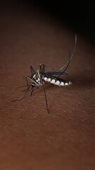  unique and beautiful insects when resting in the afternoon in the rice fields in Malang city, Indonesia        