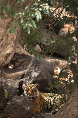 Tiger cub ralaxing in the mid of rocks, Ranthambore Tiger Reserve