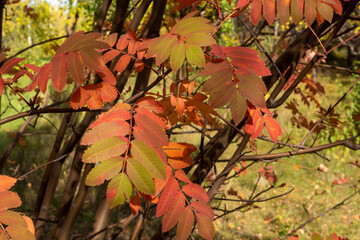 beautiful leaf on the tree in the autumn forest