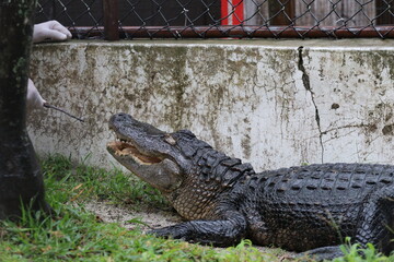 Alligator