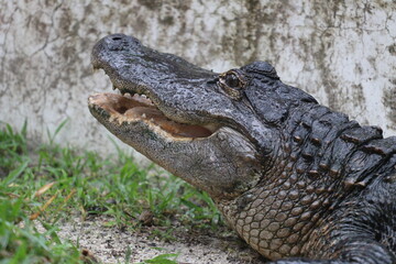 Alligator