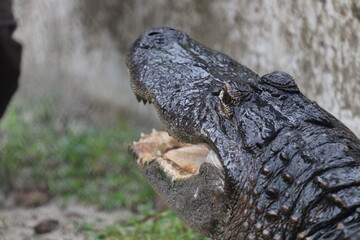 Alligator