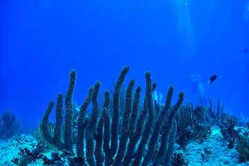 coral reef underwater landscape, lagoon in the warm sea, view under water ecosystem