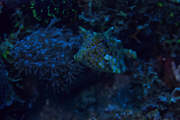 Fototapeta na wymiar fish cow underwater / exotic small fish underwater scene, coral reef in the ocean, crani fish