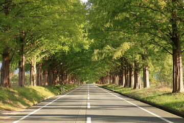 早朝のメタセコイア並木